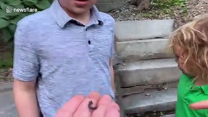 Fascinating moment detached salamander tail keeps wiggling on its own