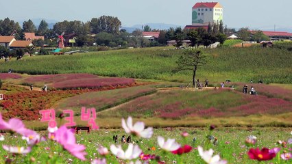 [영상] 핑크빛 가을 / YTN