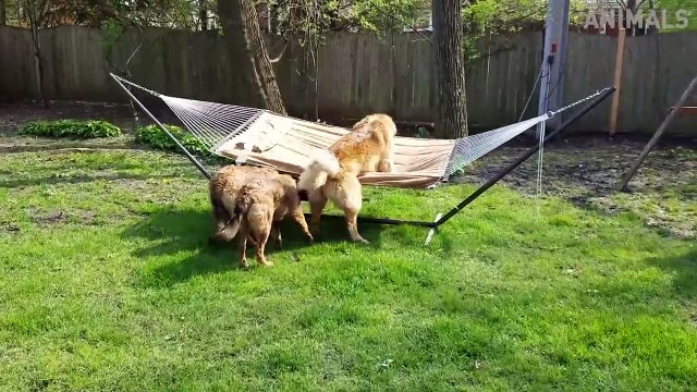 Try Not To Laugh - Funny Animals Video Fails 2019 - Why Are Dogs So Weird