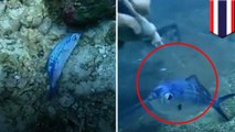 【海洋汚染】透明なビニール袋に閉じ込められた魚をダイバーが救出　タイ - トモニュース