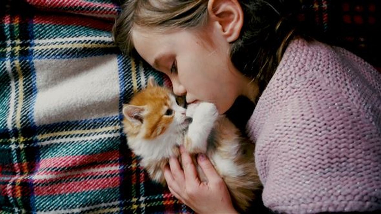 Können sich Katzen an Menschen binden?