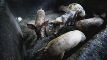 Filipinas sacrifica 3.000 cerdos más para contener la peste porcina africana