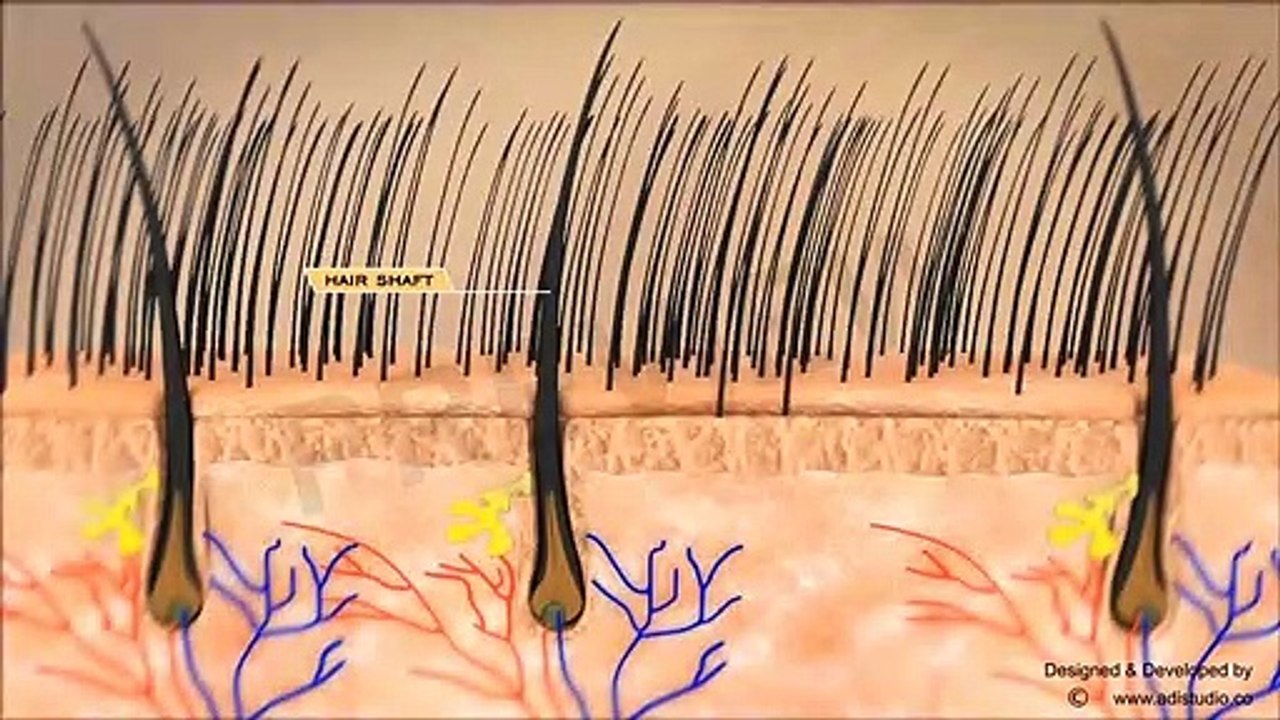 Medical Animation services