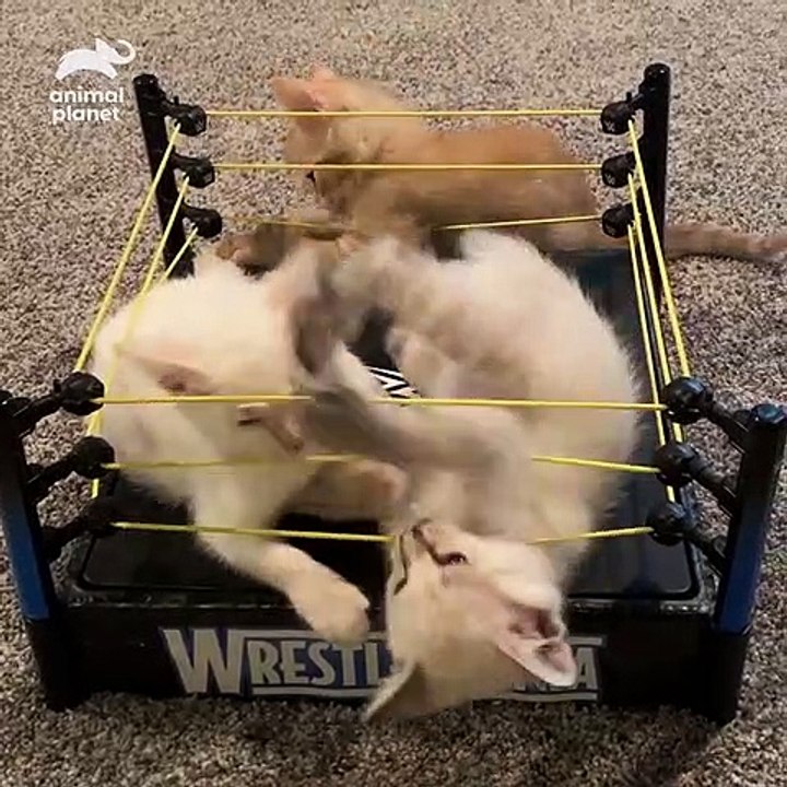 Kitten Wrestling