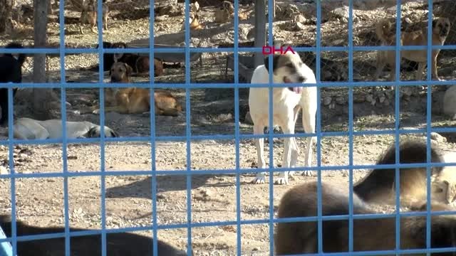 İzmir her yıl onlarca sahipli köpek yazlıkçılar tarafından sokağa bırakılıyor