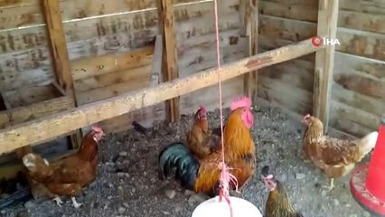 Mudanya'da yumurtanın içinden yumurta çıktı