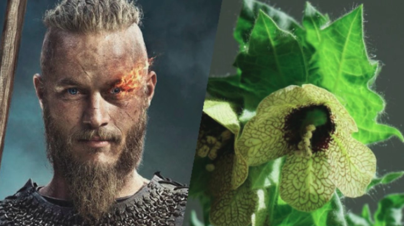 Une simple fleur à l’origine de la rage guerrière des Vikings