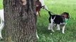 Beagle Practices Goat Herding