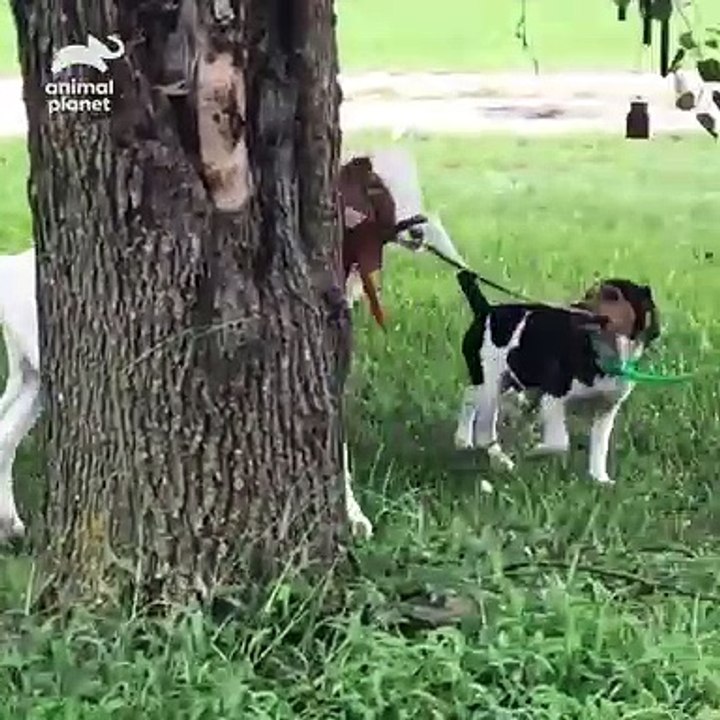 Beagle Practices Goat Herding