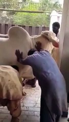 Qurbani Of Bull Part 1 | 2019 | Eid - e - Qurban