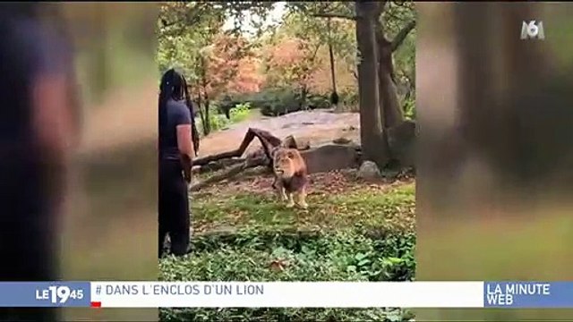 New York. Une femme s’introduit dans l’enclos des lions, le zoo porte plainte