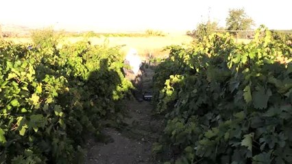 Tescilli Arapgir köhnü üzümünde hasat zamanı