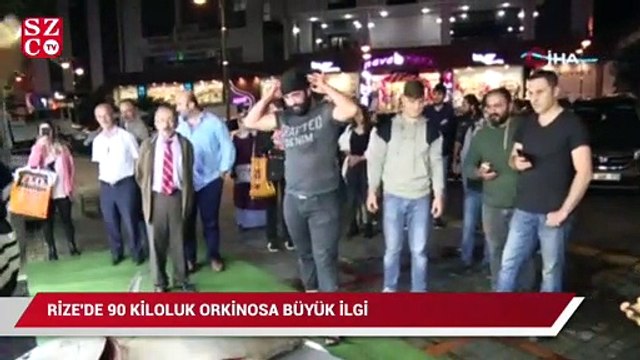 Rize’de 90 kiloluk orkinosa büyük ilgi