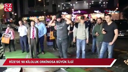Rize’de 90 kiloluk orkinosa büyük ilgi