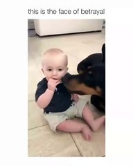 Ce bébé est trop choqué de voir que son chien lui a piqué sa nourriture.... Sa mine est désastreuse