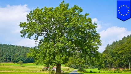 More than half of Europe's native trees are in danger of extinction
