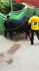 Qurbani Of Bull Part 1 | 2019 | Eid - e - Qurban