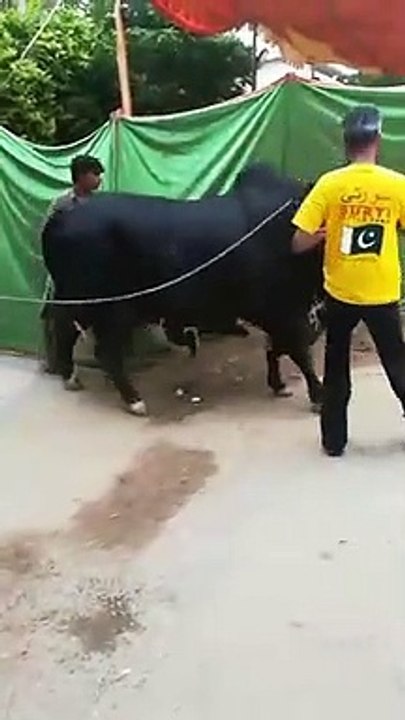 Qurbani Of Bull Part 1 | 2019 | Eid - e - Qurban
