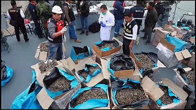 شاهد: ضبط 12.3 مليون فرس بحر بقيمة 6 مليون دولار في سفينة تهريب ببيرو