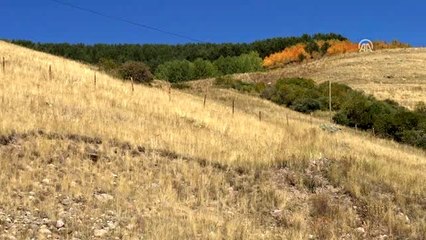 Yaylalarda "en tatlı hasat" heyecanı