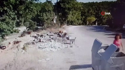 Taş hırsızları... Çanakkale’deki sözde çevrecilerin hırsızlık anları kameraya böyle yansıdı