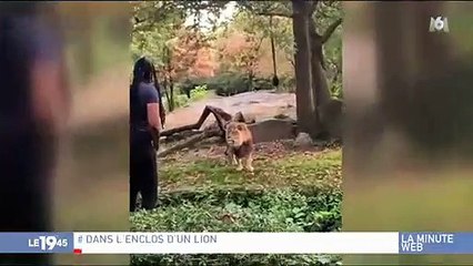 New York : Une femme s’introduit dans l’enclos des lions, le zoo porte plainte