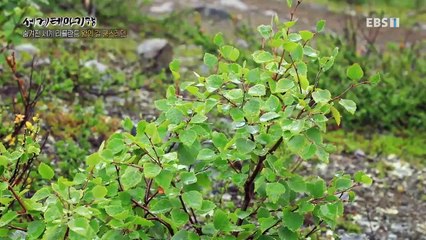 세계테마기행 - 숨겨진 세계 라플란드- 왕의 길 쿵스레덴_#003