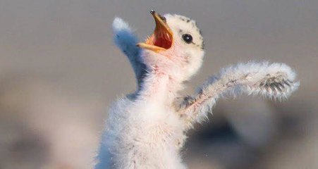 10 faits sur les animaux qui risquent de beaucoup vous surprendre