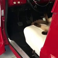 Ce chat est le roi de la mafia