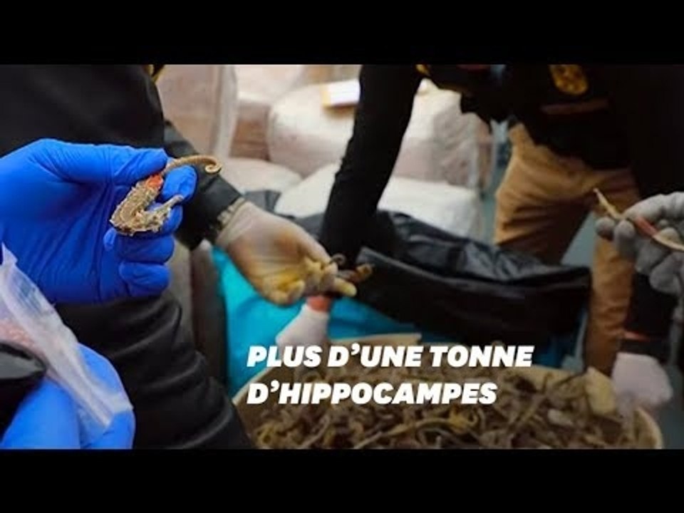 Des millions d'hippocampes retrouvés morts sur un bateau au Pérou