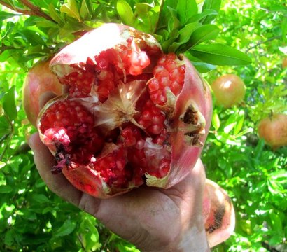 Nar ekşisi yapımında kullanılan Yaylacık Narı nın hasadı başladı