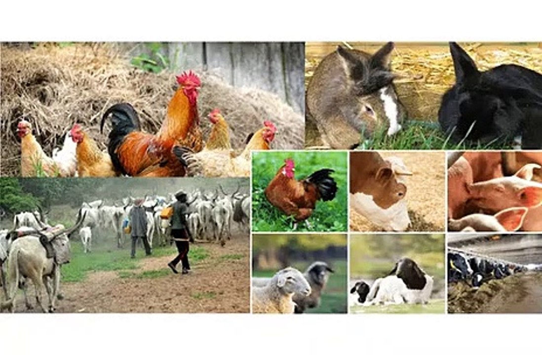 OXYTECH SOLUTIONS AG Life Stock & Farming Video