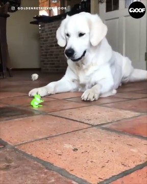 Trop mignon de voir ce chien, flippé en voyant ce jouet qui s'agite dans tous les sens