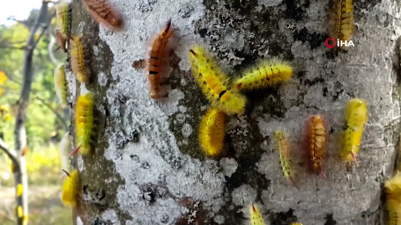 Kayın ormanlarına dadanan tırtıllara ilaçla müdahale ediliyor