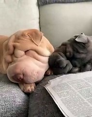 Ces chiens ont un seul but celui d'être particulièrement craquants... Ils sont à croquer !