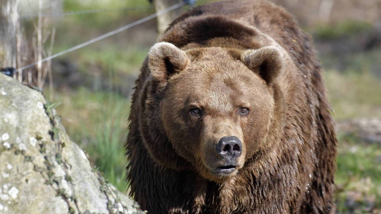 Il photographie une famille  d'ours très amaigrie au Canada !