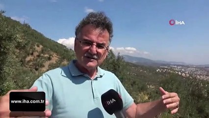 2,5 milyon zeytin ağacı gitti, bu villalar geldi