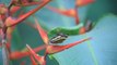 Mariposario de Panamá hace gala de su extensa variedad de especies autóctonas