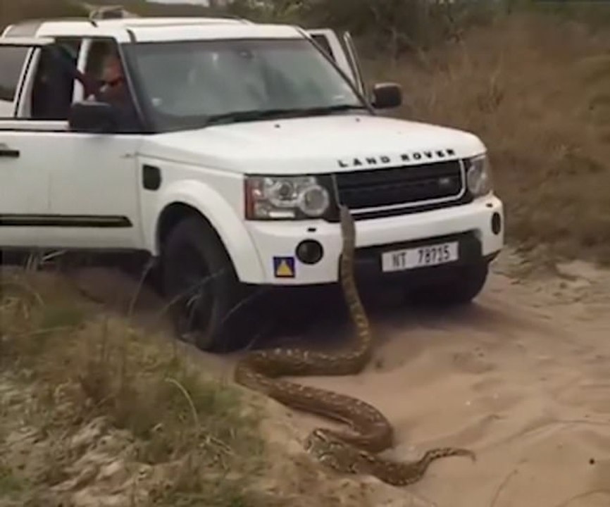 Huge African Rock Python Chases Tourists In Africa | Oneindia Malayalam