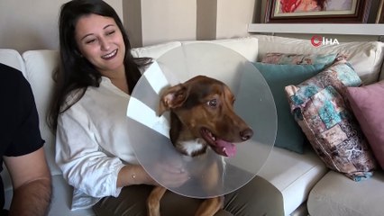 Köpeği ameliyat olan kadına belediyeden bir gün refakat izni