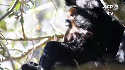 Seltenes Äffchen im Zoo in Sydney geboren