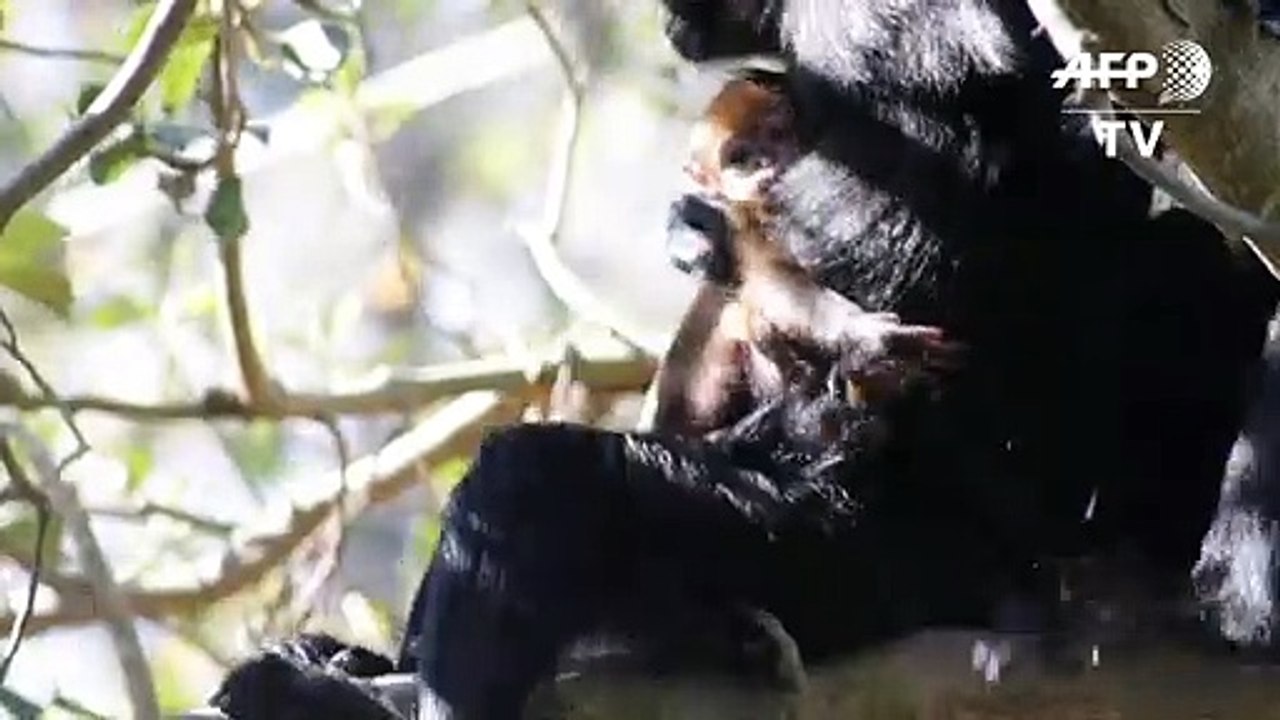 Seltenes Äffchen im Zoo in Sydney geboren