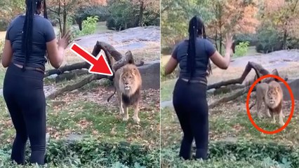 Woman dances in front of lion | சிங்கத்தின் முன்பு நின்று டான்ஸ் ஆடிய பெண்..வைரல் வீடியோ