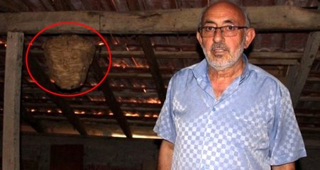 Çatıda yuva yapan arılar, ev halkında büyük paniğe neden oldu