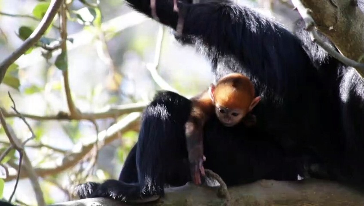 Seltenes Äffchen im Zoo in Sydney geboren