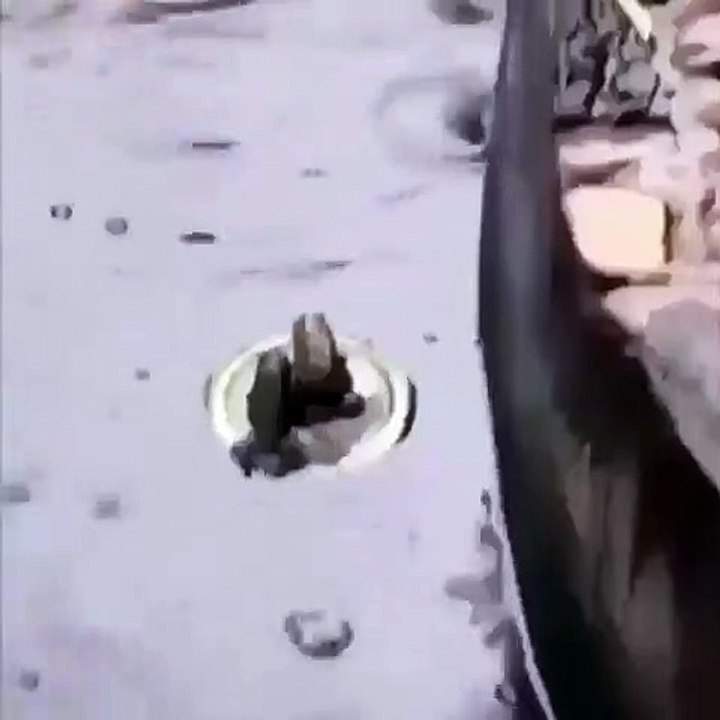 Titanic version Crapauds ! Sauf que cette fois-ci Rose fait tout pour Jack coule... Aucune chance