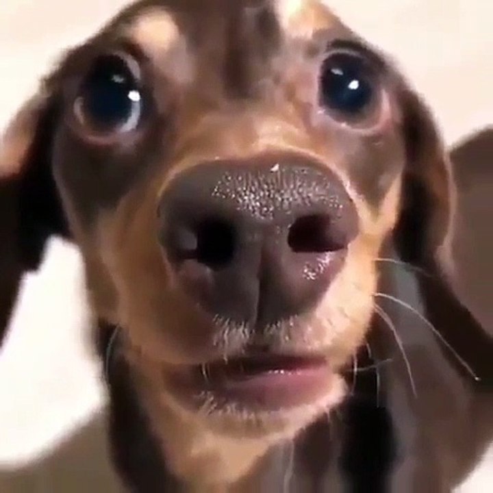 Instant cute ! Cet adorable chieen vous fait un big clin d'oeil