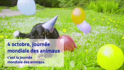4 octobre : c’est la journée mondiale des animaux