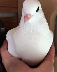 Une allure royale .Cet OISEAU est tout simplement MAJESTUEUX...Un émerveillement !