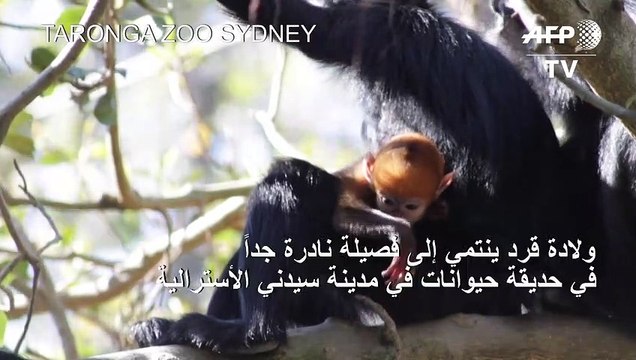 ولادة قرد ينتمي إلى فصيلة نادرة جدا في حديقة حيوانات أسترالية